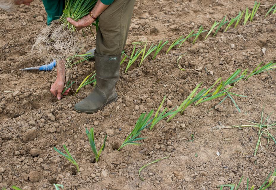 boer plant prei